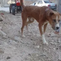 سگ گله