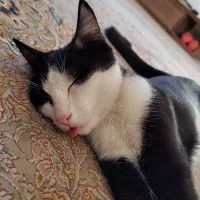 واگذاری رایگان گربه نر|گربه|شاهین‌شهر, شهرک گلدیس|دیوار