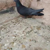 نردمگیر قلاق..