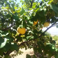 باغچه ثمری دشت ارژن باامکانات و استعلام قانونی380ت|فروش زمین و ملک کلنگی|شیراز, سینما سعدی|دیوار