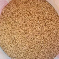 خدمات بوجاری در شیراز|خدمات پیشه و مهارت|شیراز, کفترک|دیوار