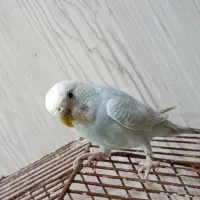 مرغ عشق ماده