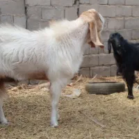 سه تا کاور چاق با یه نری چاق گنبکی|حیوانات مزرعه|گنبکی, |دیوار