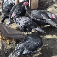 بوقلمون ده عدد هشت عدد واده دو تا نر