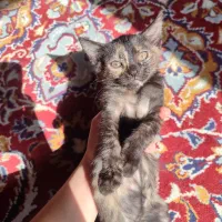 واگذاری گربه اسکاتیش