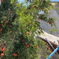 خونه ویلایی باغچه سنتی|اجارهٔ خانه و ویلا|رباط‌کریم, رباط‌کریم|دیوار