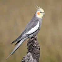گمشده