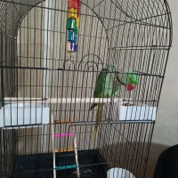 شاه طوطی نر