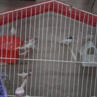 فنچ های خانگی|پرنده|کرج, گوهردشت|دیوار