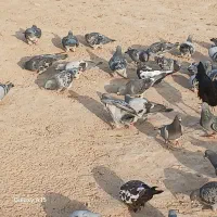 کبوتر پلاکی پدر ومادر شناسنامه کبوتر رنگی|پرنده|شوش, |دیوار