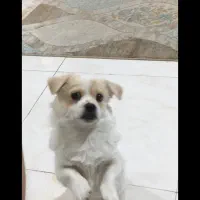 توله سگ،سگ خونگی، پاکوتاه،پیکینز