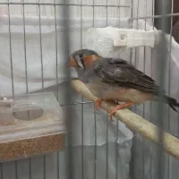 فنچ نر طوسی کینگ