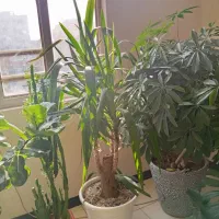 دو عدد یوکا تنه دار و بزرگ