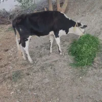 گاو ماده چاق سرحال بدون مریضی