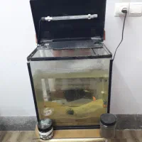 آکواریوم|ماهی|مشهد, نیروی هوایی|دیوار