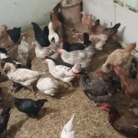 جوجه گلین زیر مرغی