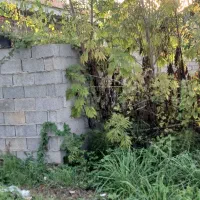 فروش 500متر زمین مسکونی رشت|فروش زمین و ملک کلنگی|رشت, پسیخان|دیوار