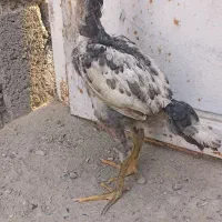 جوجه