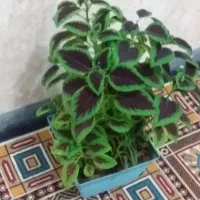 وسایل خونه|گل و گیاه طبیعی|ایوان, |دیوار