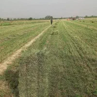 یونجه پرس شوشتر و گتوند نگین خوزستان