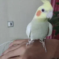 عروس هلندی|پرنده|قدس, شهر‌قدس|دیوار