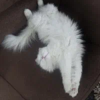 برای جفت گیری