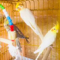 عروس هلندی طوطی بریزیلی