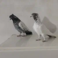 کبوتر|پرنده|مهاجران, |دیوار