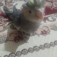 جوجه عروس هلندی‌