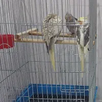 عروس هلندی