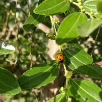 زمین کشاورزی باغ|فروش زمین و ملک کلنگی|جلگه ماژان, |دیوار