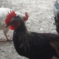 بوقلمون|حیوانات مزرعه|چمران, |دیوار