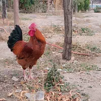 خروس قرمز جوان|حیوانات مزرعه|مشهد, امیریه|دیوار