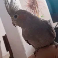 پرنده|پرنده|زیرآب, |دیوار