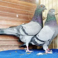 ده جفت کفتر آس|پرنده|تهران, نیروی هوایی (پیروزی)|دیوار