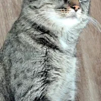 واگذاری گربه