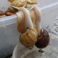سه عدد حلزون آلبینو