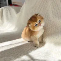 بچه گربه بریتیش و اسکاتیش|گربه|یزد, |دیوار