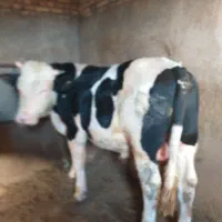 گوساله نر سمینتال گوشتی|حیوانات مزرعه|بستان آباد, |دیوار