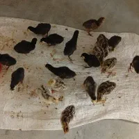 جوجه بوقلمون