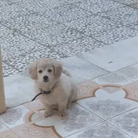 سگ کوچولو|سگ|اصفهان, خانه اصفهان|دیوار