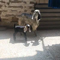 بز با بزغاله