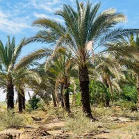 بندرعباس و درختان زیبای نخل|خدمات باغبانی و درختکاری|بندرعباس, |دیوار
