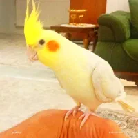 1600|پرنده|مشهد, پروین اعتصامی|دیوار