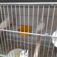 11عدد طوطی عروس البینیو