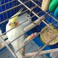 عروس هلندی نر لیتینیو