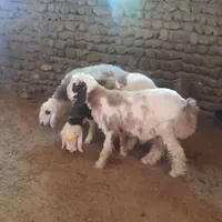 بره بختیار|حیوانات مزرعه|شیروان (خراسان), |دیوار