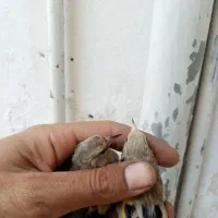 سهره جوجه سهره کرم روشن نشوندار و چندتابخون خوب|پرنده|مشهد, شهید معقول|دیوار