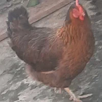 مرغ خروس|حیوانات مزرعه|رامسر, |دیوار