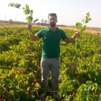 نهال انگورخوشه طلایی